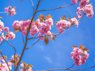 
            	LA NOSTRA PRIMAVERA